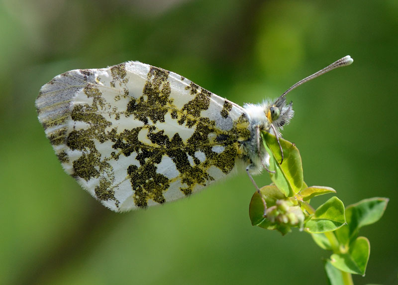 Anthocaris cardamines f